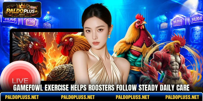 Gamefowl exercise helps roosters follow steady daily care Gamefowl exercise helps roosters follow steady daily care